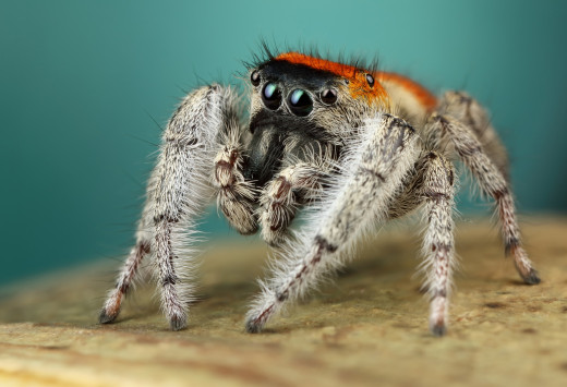 �1757419 �������(a): ����������:2048x1398